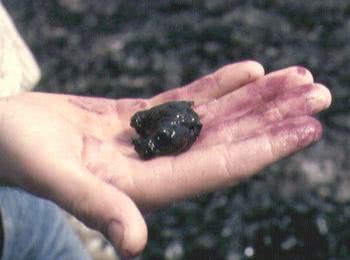 Sea Hare (Aplysia punctata)